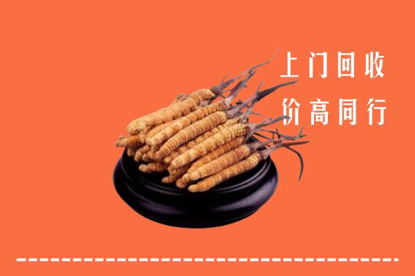 附近收购：滴道区冬虫夏草回收多少钱每克